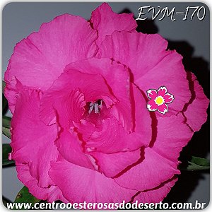 Rosa do Deserto Muda de Enxerto - EVM-170 - Flor Tripla