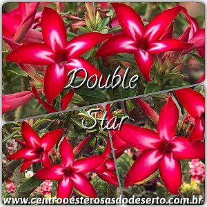 Rosa do Deserto Enxerto - Double Star (RC148)