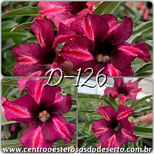 Rosa do Deserto Enxerto - D-126