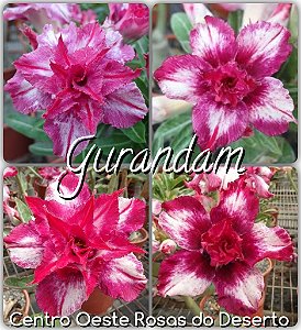 Rosa do Deserto Muda de Enxerto - Gurandam - Flor Dobrada