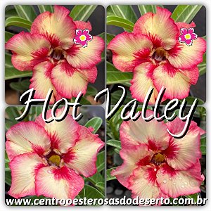 Rosa do Deserto Muda de Enxerto - Hot Valley - Flor Simples