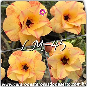 Rosa do Deserto Muda de Enxerto - LM-45 - Flor Dobrada
