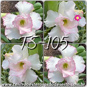 Rosa do Deserto Muda de Enxerto - TS-105 - Flor Dobrada
