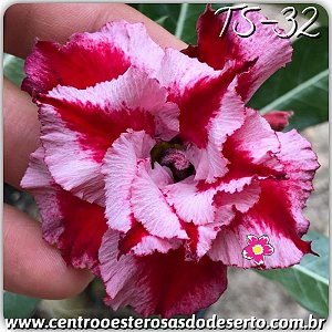 Rosa do Deserto Muda de Enxerto - TS-032 - Flor Dobrada