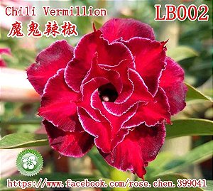 Rosa do Deserto Muda de Enxerto - LB-002