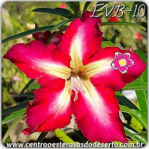 Rosa do Deserto Muda de Enxerto - EVB-010 - Flor Simples