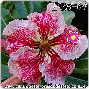 Rosa do Deserto Muda de Enxerto - EVB-064 - Flor Simples