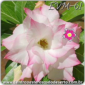 Rosa do Deserto Muda de Enxerto - EVM-061 - Flor Tripla