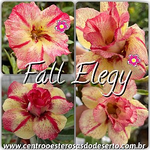Rosa do Deserto Muda de Enxerto - Fall Elegy - Flor Dobrada