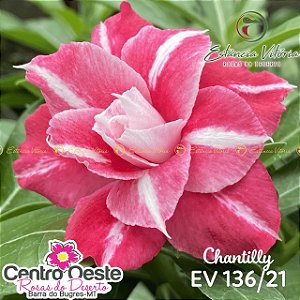 Rosa do Deserto Enxerto - EV-136 Chantilly