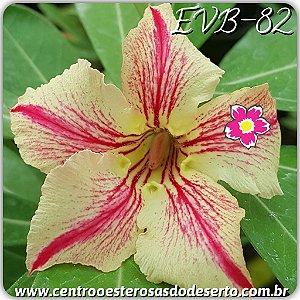 Rosa do Deserto Muda de Enxerto - EVB-082 - Flor Simples