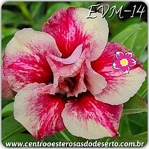 Rosa do Deserto Muda de Enxerto - EVM-014 - Flor Dobrada