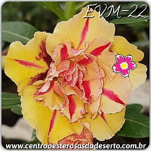 Rosa do Deserto Muda de Enxerto - EVM-022 - Flor Tripla