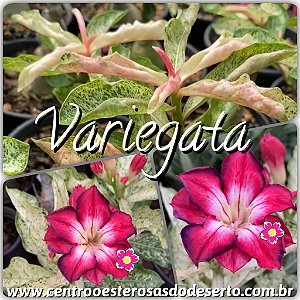 Rosa do Deserto Muda de Enxerto - Variegata RC-308 - Flor Dobrada
