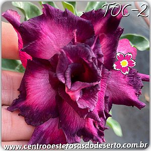 Rosa do Deserto Muda de Enxerto - TOC-2 - Flor Tripla