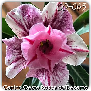 Rosa do Deserto Enxerto - CO-065