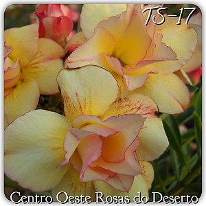 Rosa do Deserto - Muda de Enxerto - TS-017 - Flor Dobrada