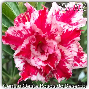 Rosa do Deserto Muda de Enxerto - TS-102 - Flor Tripla