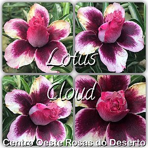 Rosa do Deserto Enxerto - Blue Lily (Lotus Cloud) - RC022