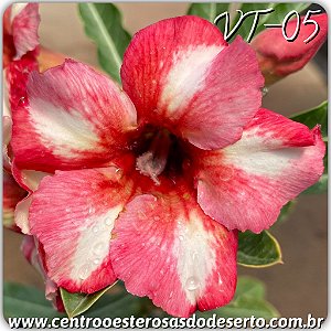 Rosa do Deserto Muda de Enxerto - VT-05 - Flor Simples