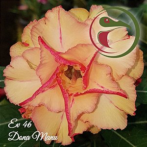 Rosa do Deserto Muda de Enxerto - EV-046 - Dona Manu - Flor Tripla