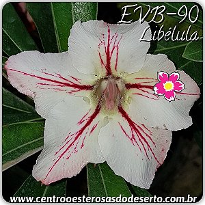 Rosa do Deserto Muda de Enxerto - EVB-090 - Libélula - Flor Simples