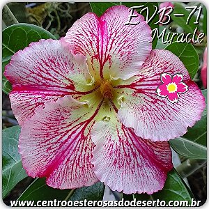 Rosa do Deserto Muda de Enxerto - EVB-071 - Miracle - Flor Simples