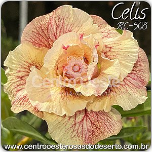 Rosa do Deserto Enxerto - Celis (RC508)
