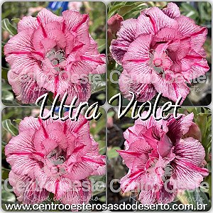 Rosa do Deserto Muda de Enxerto - Ultra Violet - Flor Tripla