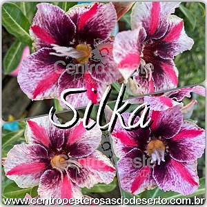 Rosa do Deserto Muda de Enxerto - Silka (RC542) - Flor Simples
