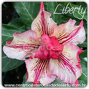 Rosa do Deserto Muda de Enxerto - Liberty (RC115) - Flor Dobrada