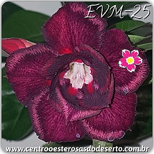 Rosa do Deserto Muda de Enxerto - EVM-025 - Flor Dobrada