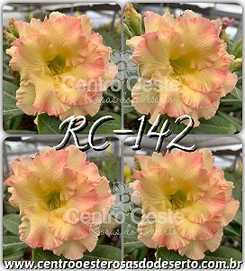 Rosa do Deserto Muda de Enxerto - RC-142 - Flor Tripla