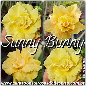 Rosa do Deserto Muda de Enxerto - Sunny Bunny - Flor Tripla - Cuia 21 (2 Enxertos)
