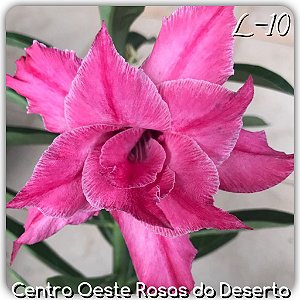 Rosa do Deserto Muda de Enxerto - L-10 - Flor Dobrada