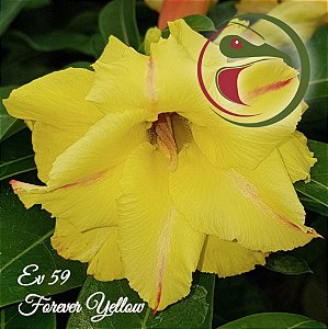 Rosa do Deserto Muda de Enxerto - EV-059 - Forever Yellow - Flor Dobrada