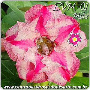 Rosa do Deserto Muda de Enxerto - EVM-001 - Mike - Flor Dobrada