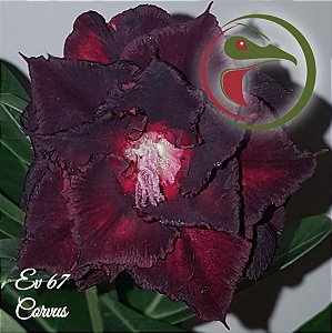 Rosa do Deserto Muda de Enxerto - EV-067 - Corvus - Flor Tripla