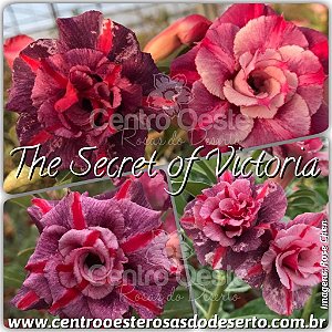 Rosa do Deserto Muda de Enxerto - The Secret of Victoria (RC044) - Flor Tripla