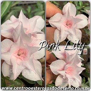 Rosa do Deserto Muda de Enxerto - Pink Lily (RC080) - Flor Dobrada