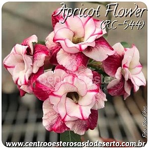 Rosa do Deserto Enxerto - Apricot Flower (RC544)