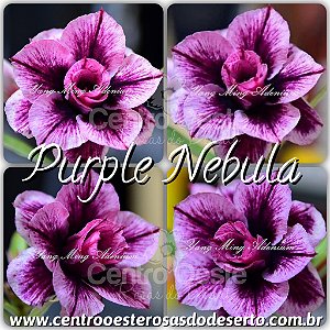 Rosa do Deserto Muda de Enxerto Purple Nebula - Flor Tripla