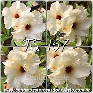 Rosa do Deserto Muda de Enxerto - TS-167 - Flor Dobrada