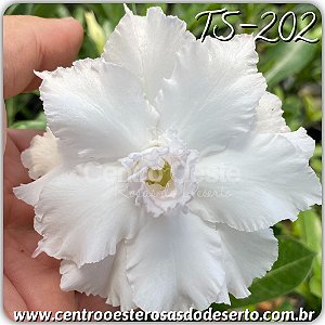 Rosa do Deserto Muda de Enxerto - TS-202 - Flor Tripla