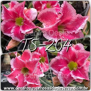 Rosa do Deserto Muda de Enxerto - TS-204 - Flor Dobrada