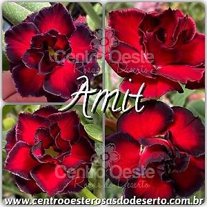 Rosa do Deserto Enxerto - Amit (RC075)