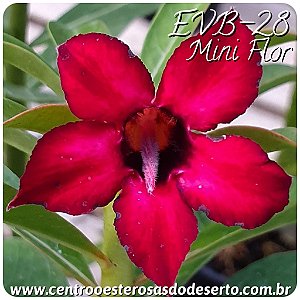 Rosa do Deserto Muda de Enxerto - EVB-028 Flor Mini Simples