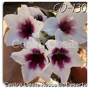 Rosa do Deserto Enxerto - CO-130