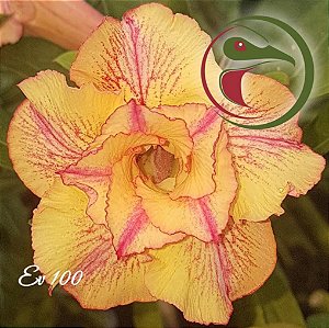 Rosa do Deserto Muda de Enxerto - EV-100 - Flor Dobrada
