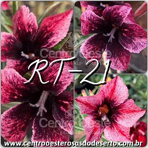 Rosa do Deserto Muda de Enxerto - RT-21 - Flor Simples
